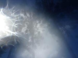 orb of light in the trees